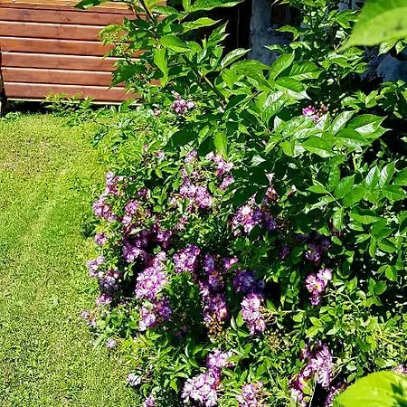 Gospodarstwo agroturystyczne Antonówka Trybsz