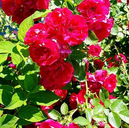 Vakantieboerderij Antonowka Trybsz