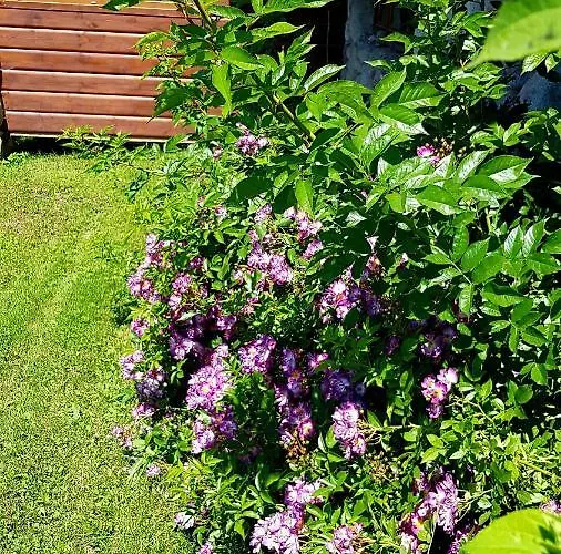 Vakantieboerderij Antonowka Trybsz